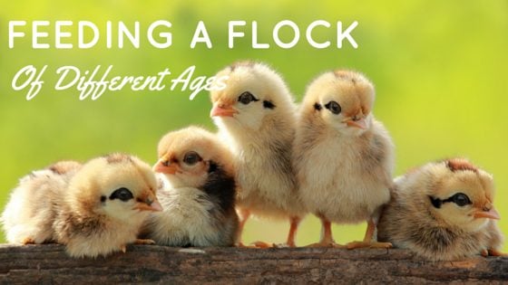 Feeding Chickens In A Flock Of Different Ages