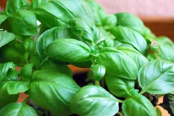 tomato sauce is better with basil