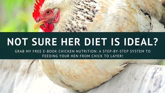 12 Types Of Chickens Smart People Keep