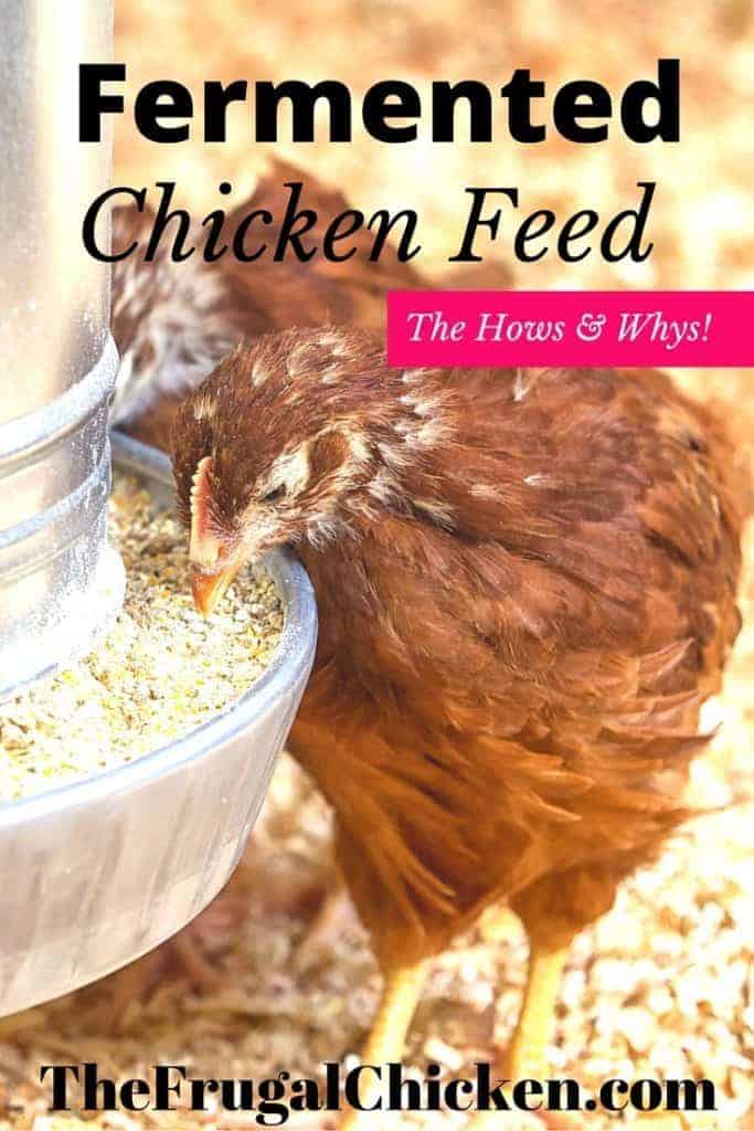 Fermented Chicken Feed: Why & How To Ferment Chicken Feed