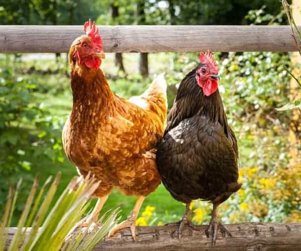 12 Types Of Chickens Smart People Keep