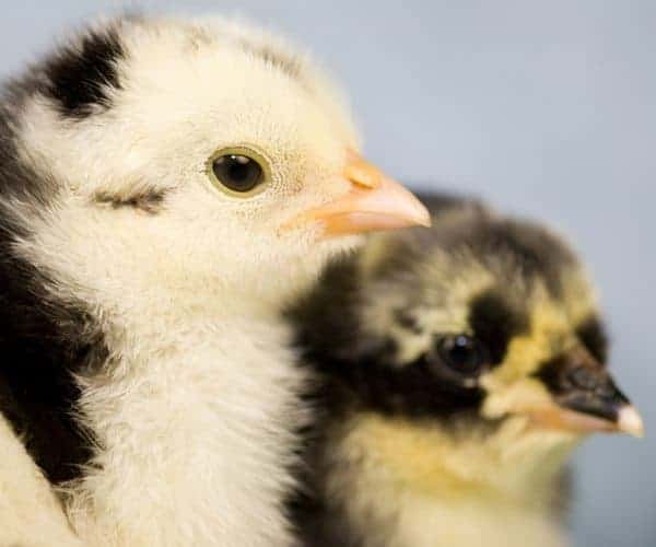 Raising chickens is easy. But if you're confused about how to raise them to be healthy layers, here's the 6 most common questions with answers. From FrugalChicken
