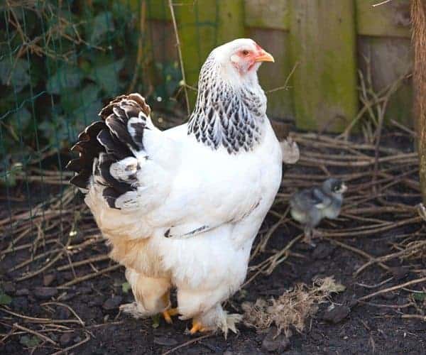 12 Types Of Chickens Smart People Keep