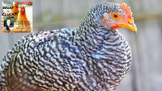 5 Stellar Chicken Breeds For Your Backyard Flock & Why You Should Care [Podcast]