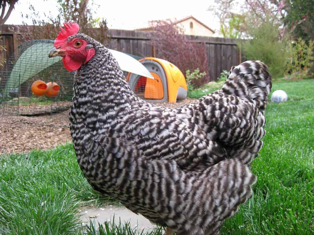 Whether your looking for great chicken breeds for your backyard flock or just love to learn about the history of popular breeds, you'll love this podcast. From FrugalChicken