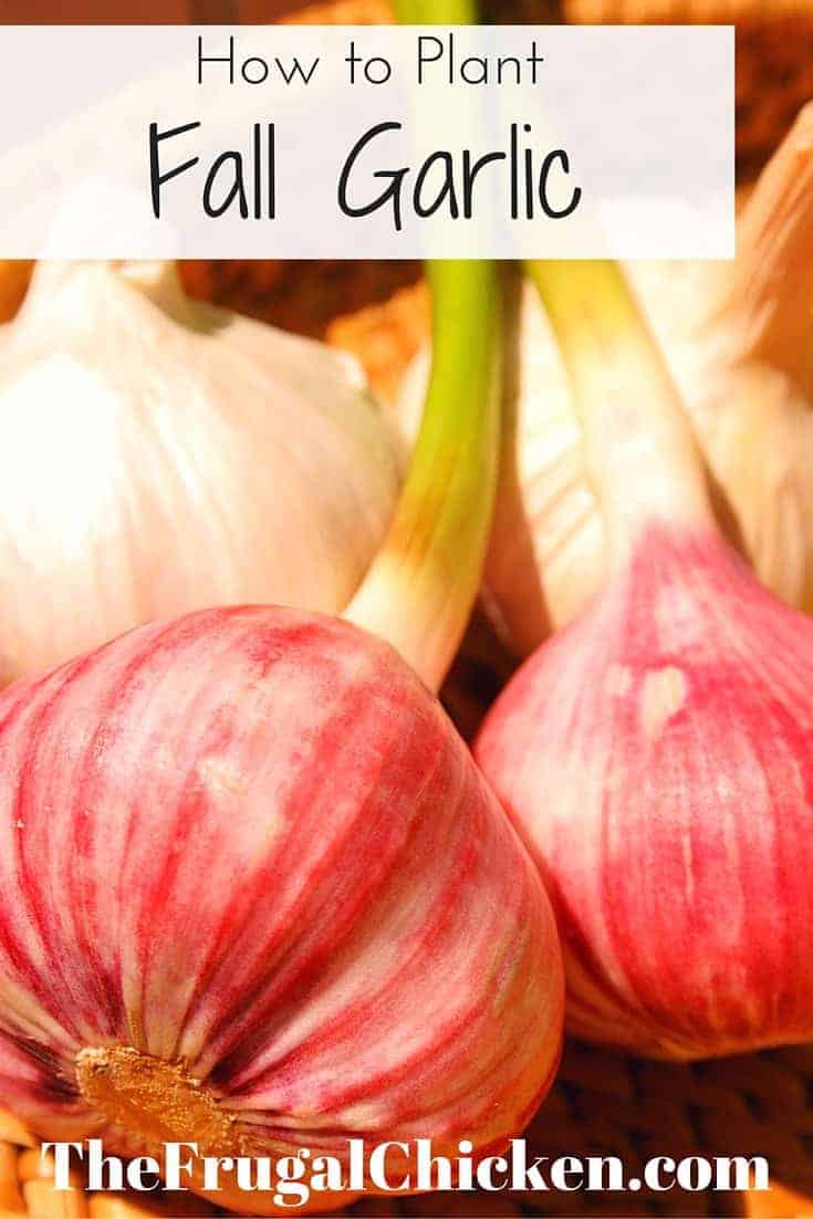 Planting organic garlic is one of those things that makes you feel like a ''real" homesteader. Here's what you need to know to successfully plant organic garlic. From FrugalChicken