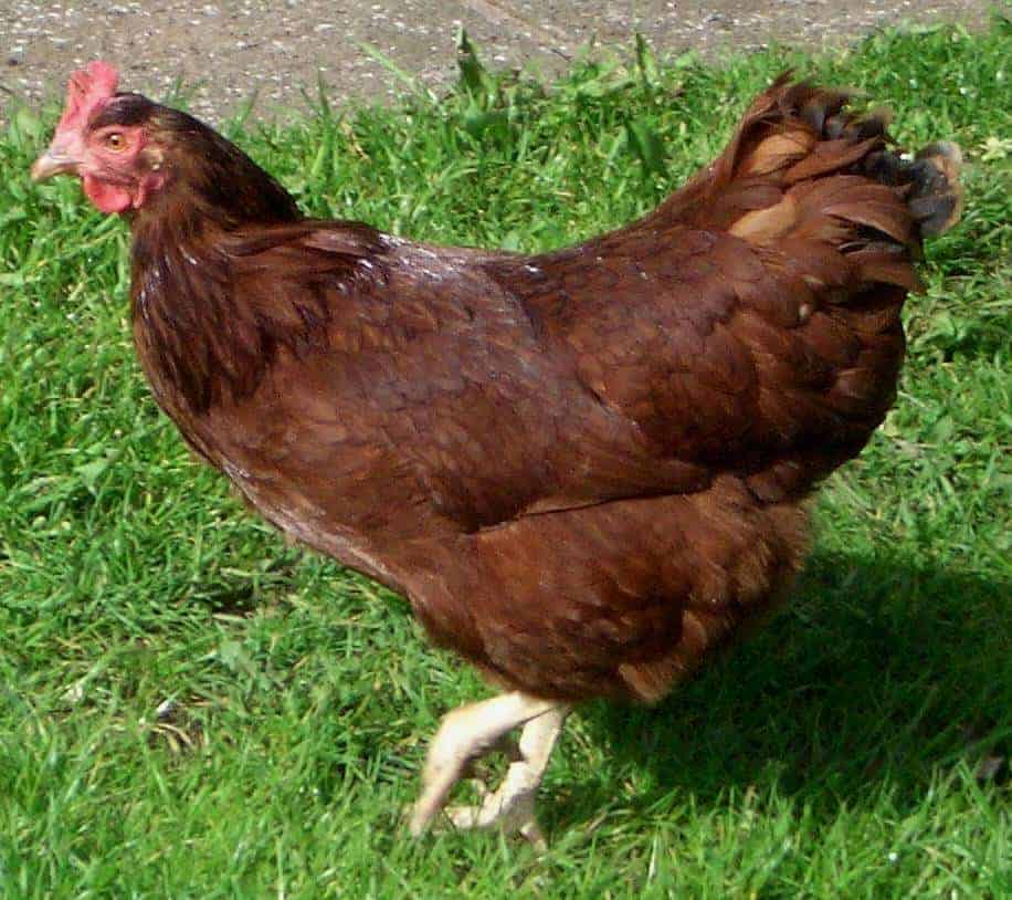 Whether your looking for great chicken breeds for your backyard flock or just love to learn about the history of popular breeds, you'll love this podcast. From FrugalChicken