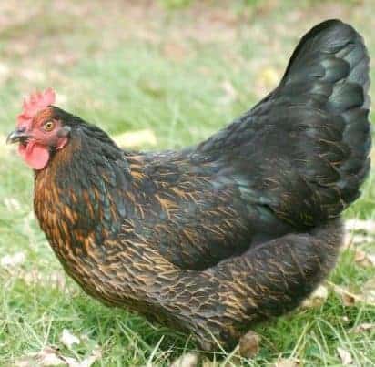 Whether your looking for great chicken breeds for your backyard flock or just love to learn about the history of popular breeds, you'll love this podcast. From FrugalChicken