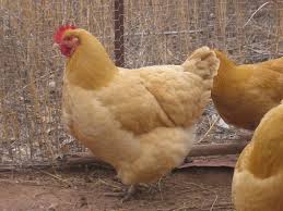 Whether your looking for great chicken breeds for your backyard flock or just love to learn about the history of popular breeds, you'll love this podcast. From FrugalChicken