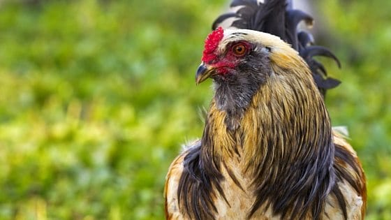 Chickens & Free Ranging: The Down And Dirty Truth [Podcast]