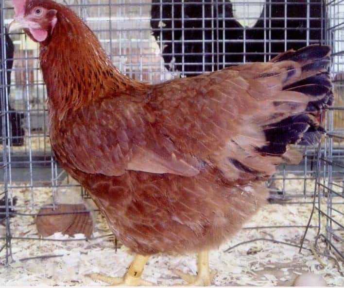 Whether your looking for great chicken breeds for your backyard flock or just love to learn about the history of popular breeds, you'll love this podcast. From FrugalChicken