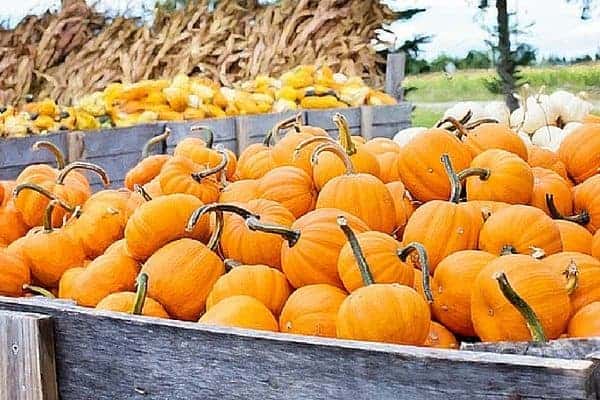 Grab some pumpkin and let's make pumpkin puree! It's a versatile pantry staple, and I've even thrown in a pumpkin spice recipe to get you started. From FrugalChicken