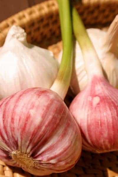 Planting organic garlic is one of those things that makes you feel like a ''real" homesteader. Here's what you need to know to successfully plant organic garlic