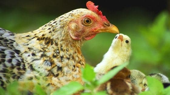 Chicken Mistakes: Don’t Make These 5 Mistakes With Your Flock! (They’re Not What You Think!) [Podcast]