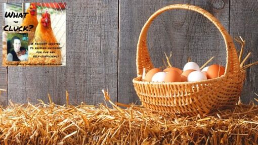 how often do a chicken lay eggs