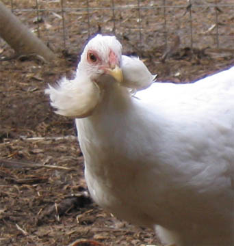 araucana laying different colored eggs