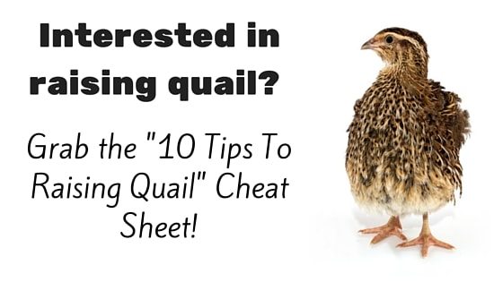 Raising Quail Is For Every Homestead [Video Tutorial]