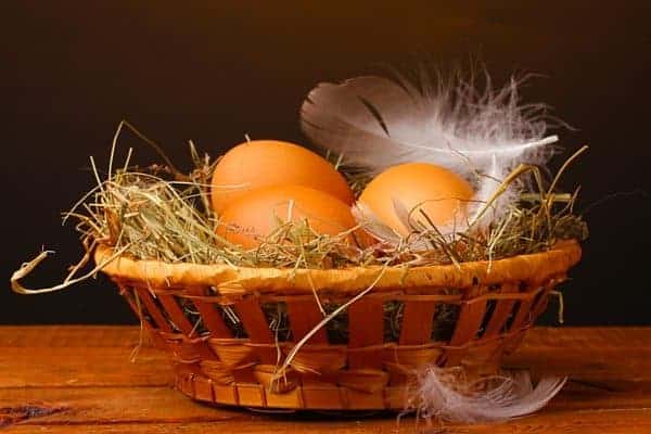 Curious about how different colored eggs are made? Do you know why all eggs are either truly white or blue? In this article, you'll learn how chickens make different colored eggs, how their color is determined, and why every egg out there is either blue or white. From FrugalChicken.
