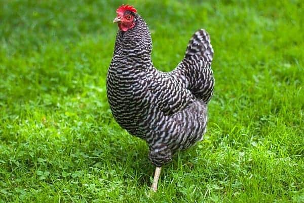 Heritage chicken breeds were just as important to our grandparents as they are today. These 5 heritage chicken breeds all make great dual purpose birds, and fit into any homestead, regardless of size. From FrugalChicken