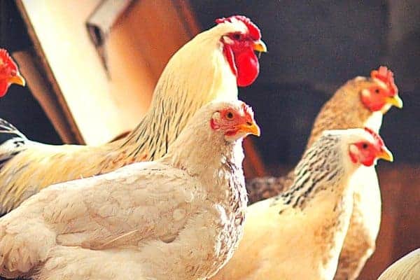 5 Heritage Chicken Breeds Our Grandparents Kept
