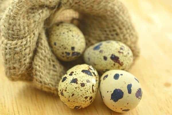 Raising quail for sustainable eggs and meat is easy. If you live in an urban area that outlaws chickens, quail are a good alternative. Here's how to start quail farming. From FrugalChicken