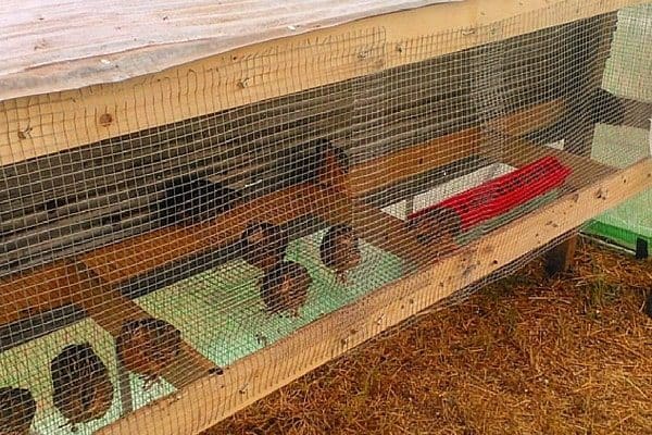 Raising quail for sustainable eggs and meat is easy. If you live in an urban area that outlaws chickens, quail are a good alternative. Here's how to start quail farming. From FrugalChicken