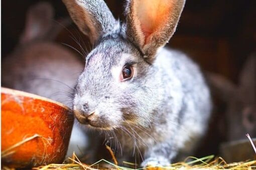 Raising Rabbits On The Homestead For Beginners