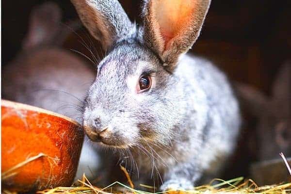 Raising rabbits on your homestead for meat is a great way to have a consistent supply of lean, healthy meat. Rabbits are easy to keep and breed for even a beginner. Here's a look at our rabbits and what you need to know.