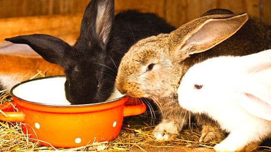Raising Rabbits On The Homestead For Beginners