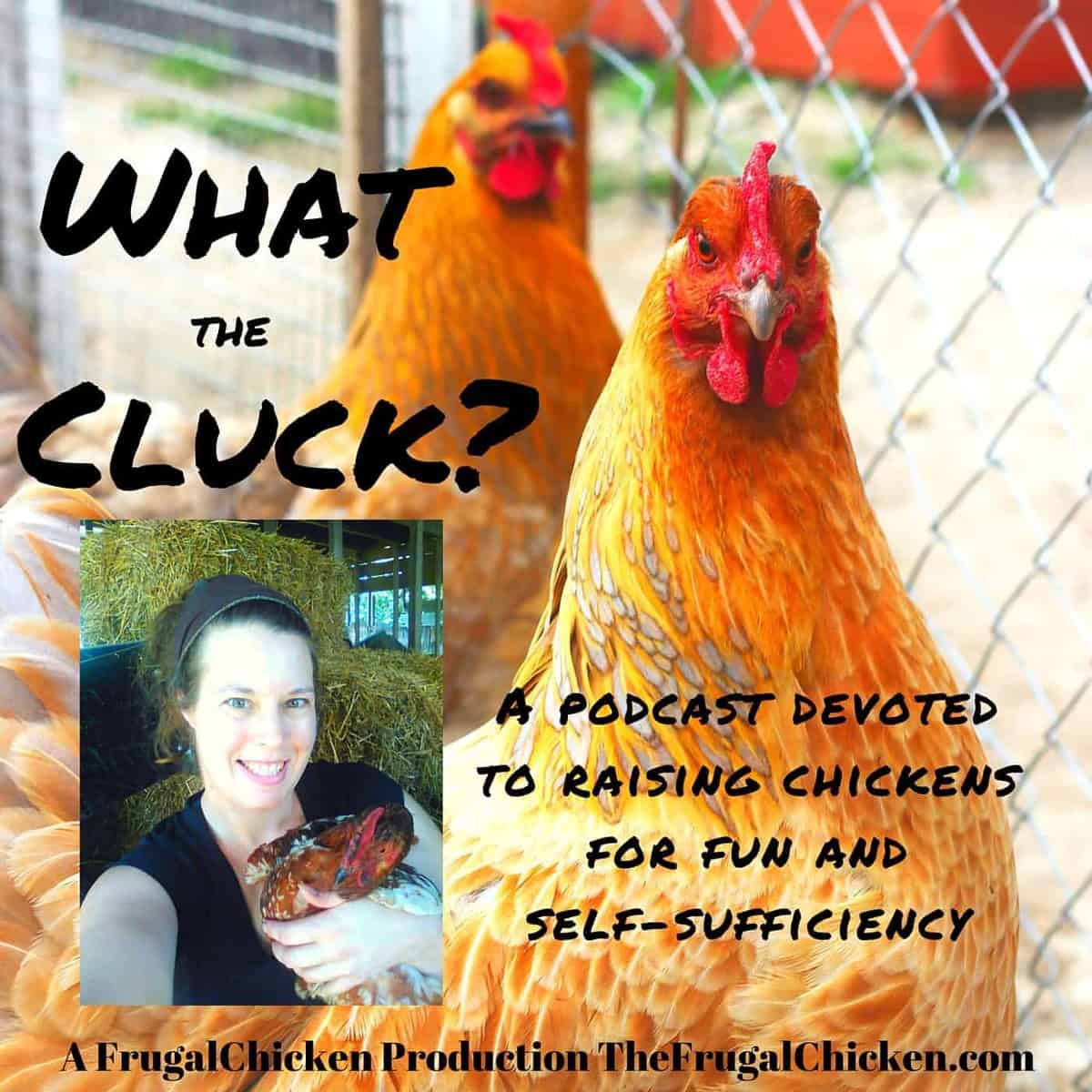 Rare breeds of chickens can have certain advantages over common breeds. In this episode of What The Cluck?! you'll learn about 4 rare breeds of chickens, the one breed that can bring substantial income to your farm, and common mistakes owners make raising rare breeds. From FrugalChicken