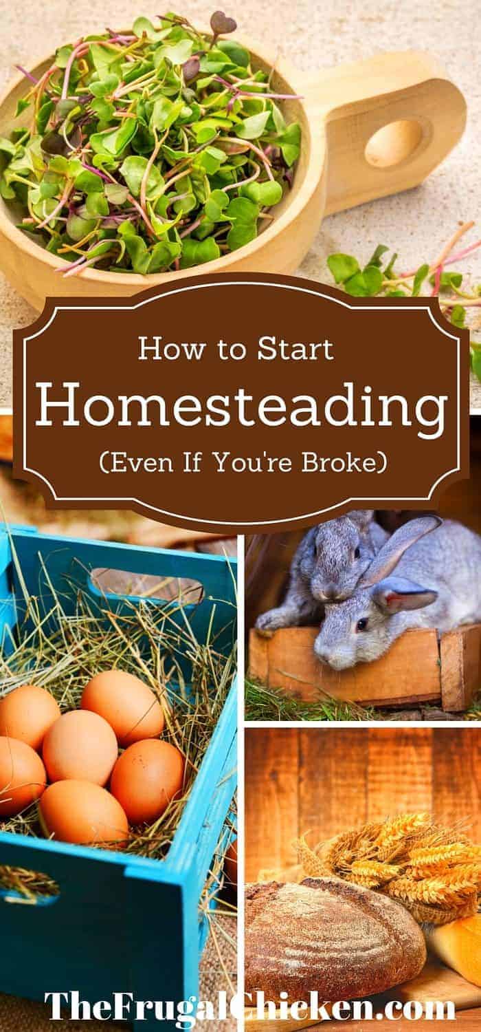 Start homesteading today using these simple hacks. You can start even if you have no money.