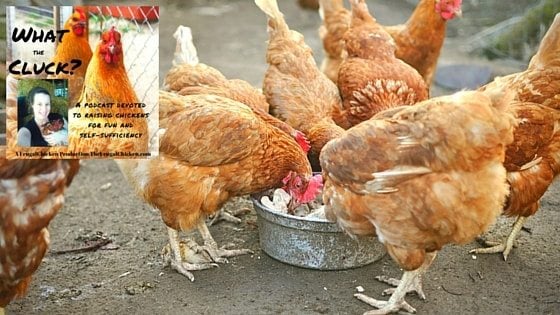 Stop Egg Eating Chickens Today: ‘What The Cluck?!’ Session 14 [Podcast]