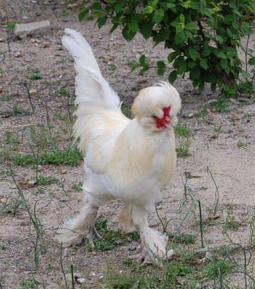 Heritage chicken breeds were just as important to our grandparents as they are today. These 5 heritage chicken breeds all make great dual purpose birds, and fit into any homestead, regardless of size. From FrugalChicken