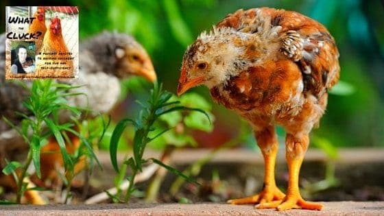 The Best Herbs For Chickens To Eat These Are Them Plus One For