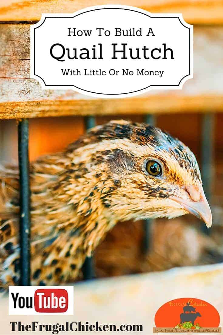 Hot News Update Diy Hay Rack Quails Build A Quail Hutch With Little Or No Money Video Tutorial Here Are Plans For A Simple Quail Hutch