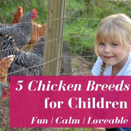 Curated visual reference: Picture Idea: Podcast Archives Pampered Chicken Mama Raising Backyard Chickens