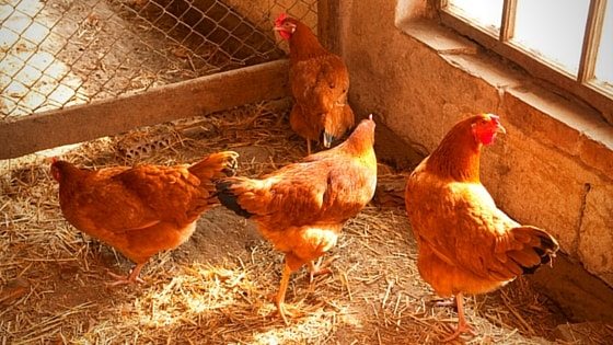 What Your Chicken Coop Should Include (Plus…Mistakes To Avoid) [Podcast]