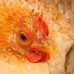 What Causes Lash Eggs & Salpingitis In Backyard Chickens?