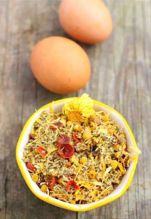 The Best Herbs For Chickens To Eat? These Are Them (Plus One For First Aid!) [Podcast]