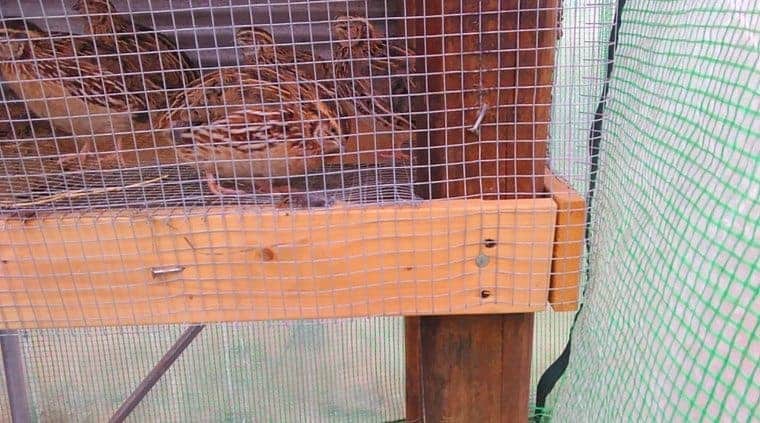 Figuring out how to build a quail hutch with little or no money is easy. We were able to build our quail coop with only spending a few dollars and repurposing some old materials around the homestead.