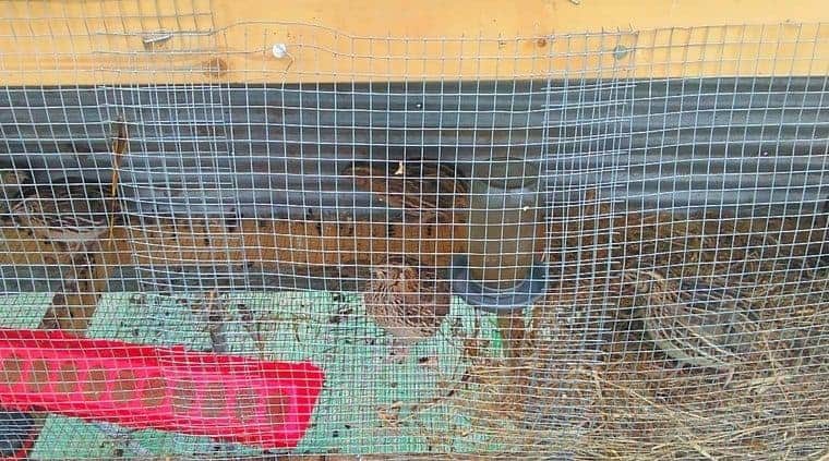 Figuring out how to build a quail hutch with little or no money is easy. We were able to build our quail coop with only spending a few dollars and repurposing some old materials around the homestead.