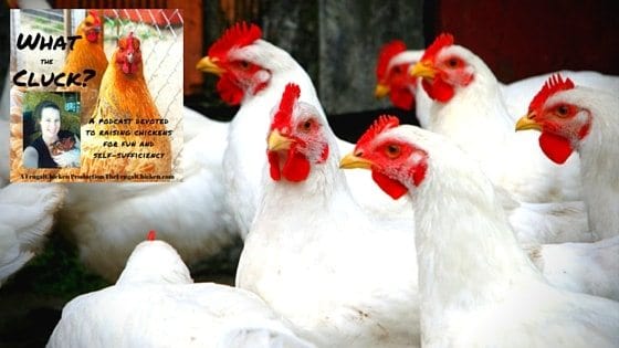 You CAN Raise Meat Chickens (And Actually Go Through With It!) [Podcast]