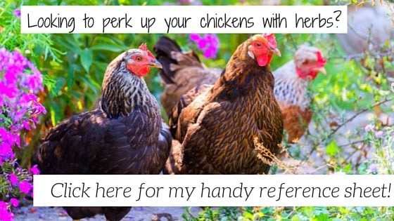 what herbs can chickens eat content upgrade-min