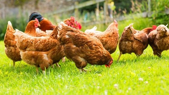 How Do I Add A New Chicken To My Flock?