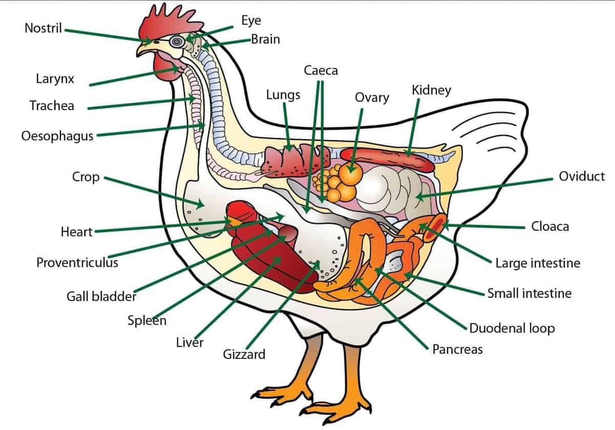 Knowing how to treat sour crop can be the difference between life and death for your chickens. Here's what you need to know today.