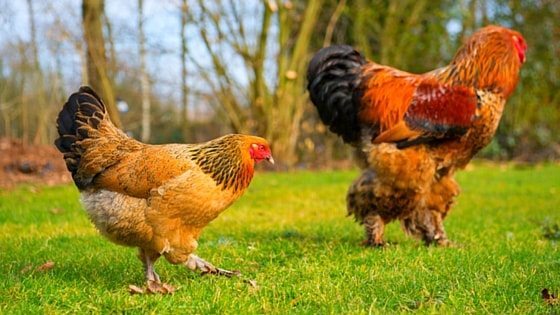 How Often Do Chickens Lay Eggs? Ultimate Guide To Laying