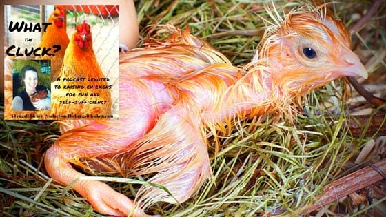 Incubator Chickens, Chickens & Turkeys, And Nesting Box Drama [Podcast]