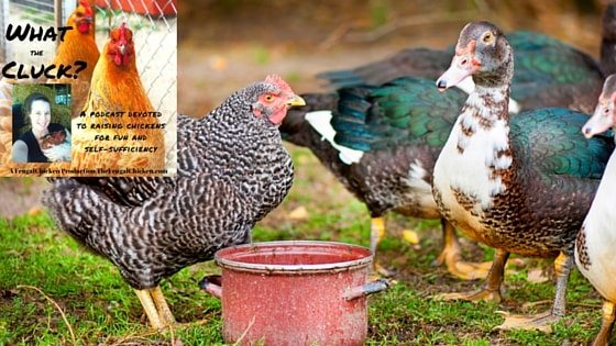 Can I Keep Chicks & Ducklings Together? Is Chick Grit Necessary? Can I Use Straw In My Coop? What Do I Do With A Hen’s First Egg? How Do I Deal With A Hen That’s A Bully? [Podcast]