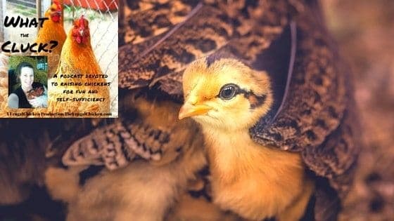 Can I Keep Chicks In The House? What Killed My Chicks?, Are Heatlamps Necessary? Why Do Chickens Roll? Do Chicks Need Nesting Box Training? [Podcast]