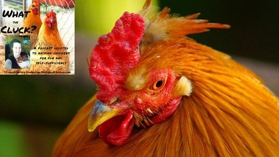 Eye Worms, Letting Chicks Outdoors, Getting Rid Of Mites, Fertile Grocery Store Eggs, & Greek Yogurt [Podcast]